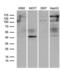 TRNA Methyltransferase 12 Homolog antibody, LS-C794988, Lifespan Biosciences, Western Blot image 