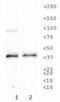 ATPase Na+/K+ Transporting Subunit Beta 1 antibody, NB300-147, Novus Biologicals, Western Blot image 