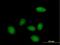 Kiaa0395 antibody, H00023051-B01P, Novus Biologicals, Immunofluorescence image 