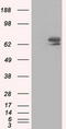 VICKZ family member 2 antibody, CF501274, Origene, Western Blot image 