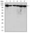 Minichromosome Maintenance Complex Component 2 antibody, MA5-15923, Invitrogen Antibodies, Western Blot image 