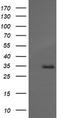 MAGE-X2 antigen antibody, LS-C787558, Lifespan Biosciences, Western Blot image 