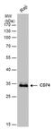 CD74 Molecule antibody, PA5-22113, Invitrogen Antibodies, Western Blot image 