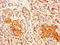 Delta Like Non-Canonical Notch Ligand 1 antibody, LS-C317680, Lifespan Biosciences, Immunohistochemistry frozen image 