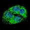 BCL2 Interacting Protein 3 antibody, F42817-0.4ML, NSJ Bioreagents, Immunofluorescence image 