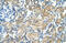 Transmembrane 9 Superfamily Member 1 antibody, 31-344, ProSci, Enzyme Linked Immunosorbent Assay image 