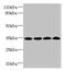 WD Repeat Domain 61 antibody, CSB-PA872416LA01HU, Cusabio, Western Blot image 