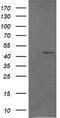 Ras Association Domain Family Member 8 antibody, TA505923, Origene, Western Blot image 