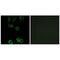 Calponin 2 antibody, PA5-49995, Invitrogen Antibodies, Immunofluorescence image 