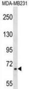 Zinc Finger Protein 44 antibody, abx030506, Abbexa, Western Blot image 