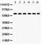 Kininogen 1 antibody, PB9278, Boster Biological Technology, Western Blot image 