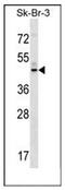 G Protein-Coupled Receptor 87 antibody, AP51932PU-N, Origene, Western Blot image 