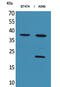 alpha-Interferon antibody, A33969, Boster Biological Technology, Western Blot image 