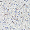 Cartilage Oligomeric Matrix Protein antibody, 15-297, ProSci, Immunohistochemistry frozen image 