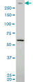 Protein Kinase, DNA-Activated, Catalytic Subunit antibody, LS-B5504, Lifespan Biosciences, Western Blot image 