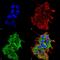 Hypoxia Up-Regulated 1 antibody, M04934, Boster Biological Technology, Immunofluorescence image 