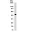 Keratin 8 antibody, 33-894, ProSci, Western Blot image 