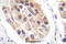 Forkhead Box O3 antibody, A00252S253-1, Boster Biological Technology, Immunohistochemistry frozen image 