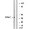 Potassium Two Pore Domain Channel Subfamily K Member 1 antibody, A04502, Boster Biological Technology, Western Blot image 