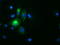 Paraplegin antibody, LS-C175081, Lifespan Biosciences, Immunofluorescence image 