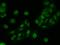 Tet Methylcytosine Dioxygenase 3 antibody, 204672-T02, Sino Biological, Immunohistochemistry frozen image 
