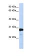 RAN Binding Protein 1 antibody, orb330464, Biorbyt, Western Blot image 