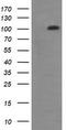 DExD/H-Box Helicase 58 antibody, LS-C174703, Lifespan Biosciences, Western Blot image 