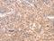 Amyloid Beta Precursor Protein Binding Family A Member 2 antibody, LS-C406128, Lifespan Biosciences, Immunohistochemistry frozen image 