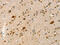 Receptor For Activated C Kinase 1 antibody, CSB-PA106951, Cusabio, Immunohistochemistry paraffin image 