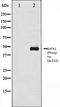 GATA Binding Protein 1 antibody, orb106066, Biorbyt, Western Blot image 