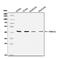 Purinergic Receptor P2Y12 antibody, A01136-1, Boster Biological Technology, Western Blot image 
