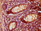 Pregnancy Up-Regulated Nonubiquitous CaM Kinase antibody, CSB-PA754178LA01HU, Cusabio, Immunohistochemistry frozen image 