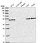 Solute carrier family 25 member 46 antibody, HPA039601, Atlas Antibodies, Western Blot image 