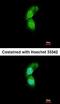 Tripartite Motif Containing 32 antibody, orb73694, Biorbyt, Immunofluorescence image 