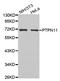 Protein Tyrosine Phosphatase Non-Receptor Type 11 antibody, LS-C332257, Lifespan Biosciences, Western Blot image 