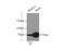 WW Domain Binding Protein 11 antibody, 10316-1-AP, Proteintech Group, Immunoprecipitation image 