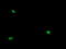 OTU Deubiquitinase, Ubiquitin Aldehyde Binding 1 antibody, M04361-1, Boster Biological Technology, Immunofluorescence image 