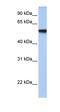 Transcription Factor AP-2 Gamma antibody, orb329725, Biorbyt, Western Blot image 