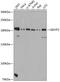 GRB10 Interacting GYF Protein 2 antibody, GTX66085, GeneTex, Western Blot image 