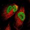 Kiaa0929 antibody, NBP1-82952, Novus Biologicals, Immunofluorescence image 