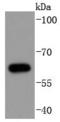 Cell Division Cycle 6 antibody, A01355S54-1, Boster Biological Technology, Western Blot image 