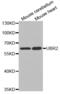Ubiquitin Protein Ligase E3 Component N-Recognin 2 antibody, abx002426, Abbexa, Western Blot image 