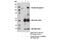 Toll Like Receptor 9 antibody, 13674T, Cell Signaling Technology, Immunoprecipitation image 