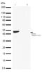 Mitogen-Activated Protein Kinase Kinase 1 antibody, 701267, Invitrogen Antibodies, Western Blot image 