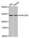Family With Sequence Similarity 120A antibody, MBS129518, MyBioSource, Western Blot image 