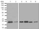 Phospholipid hydroperoxide glutathione peroxidase, mitochondrial antibody, ab125066, Abcam, Western Blot image 