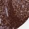 ABI Family Member 3 Binding Protein antibody, NBP2-48811, Novus Biologicals, Immunohistochemistry paraffin image 