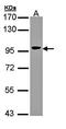 Villin 1 antibody, orb74044, Biorbyt, Western Blot image 