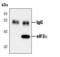 Eukaryotic Translation Initiation Factor 2 Subunit Alpha antibody, MA5-15133, Invitrogen Antibodies, Immunoprecipitation image 