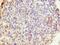 WD Repeat Domain 62 antibody, LS-C395010, Lifespan Biosciences, Immunohistochemistry frozen image 